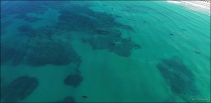 Whales - Head of Bight - SA T (PBH3 00 28945)